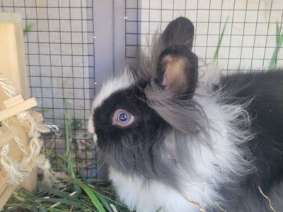 Lion head mix doe with cage.