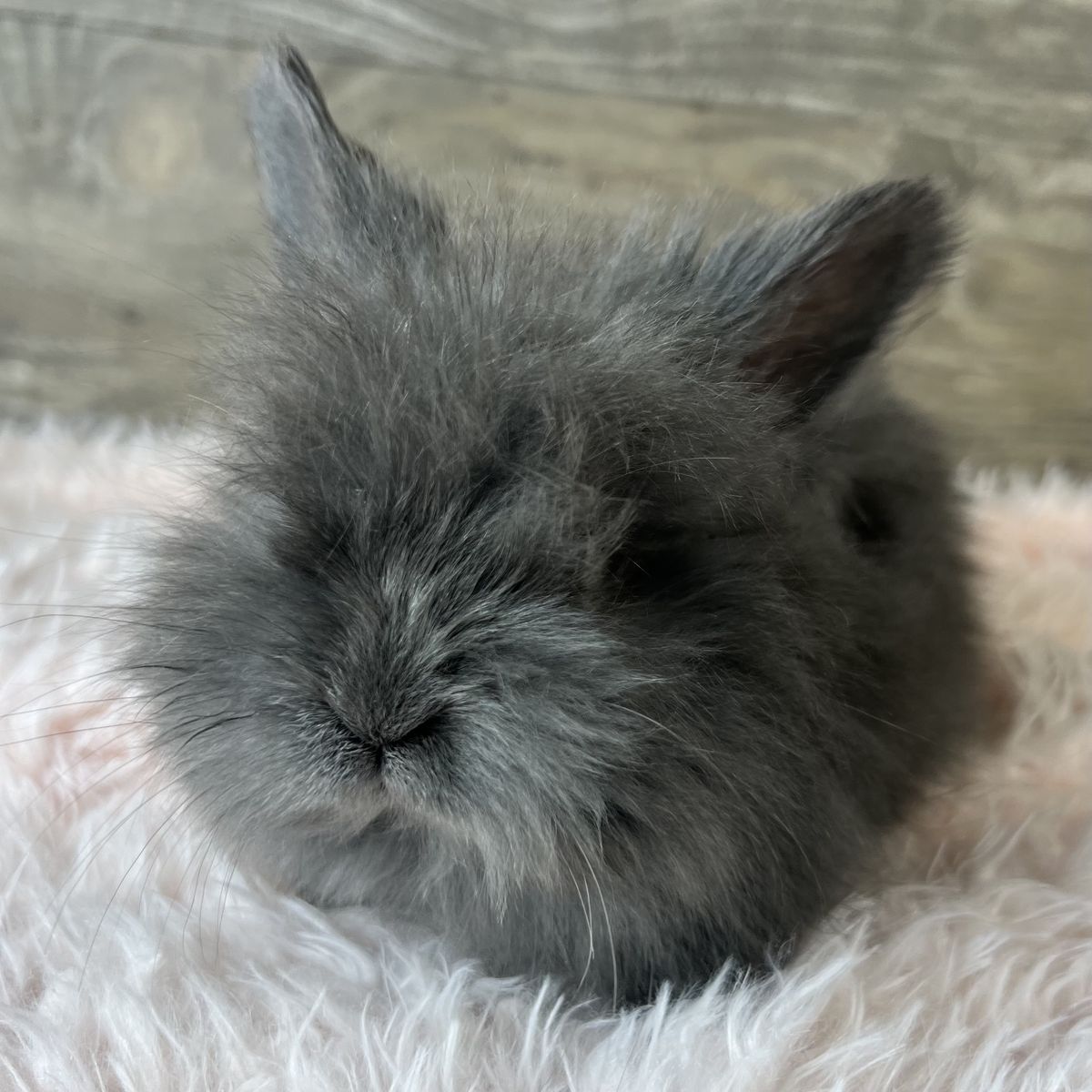 Pedigreed English Angora -last baby girl