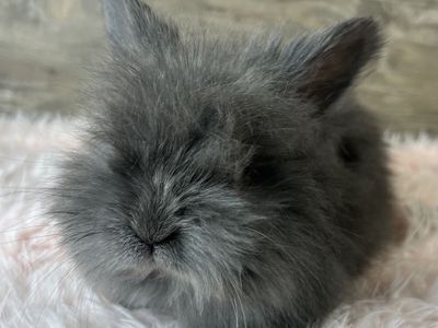 Pedigreed English Angora -last baby girl
