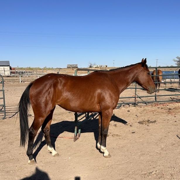 3 year old grade Bay Filly