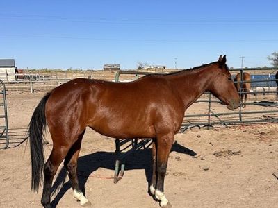 3 year old grade Bay Filly