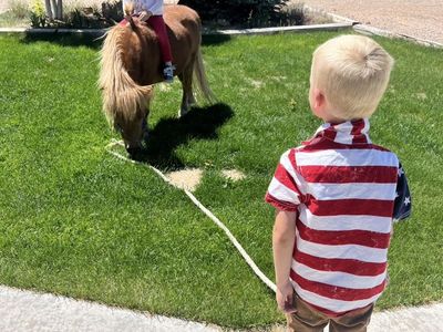 Mini Horse