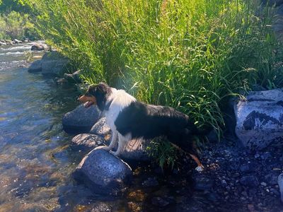 Purebred, registerable Rough Collie female and Rough Collie/McNab female