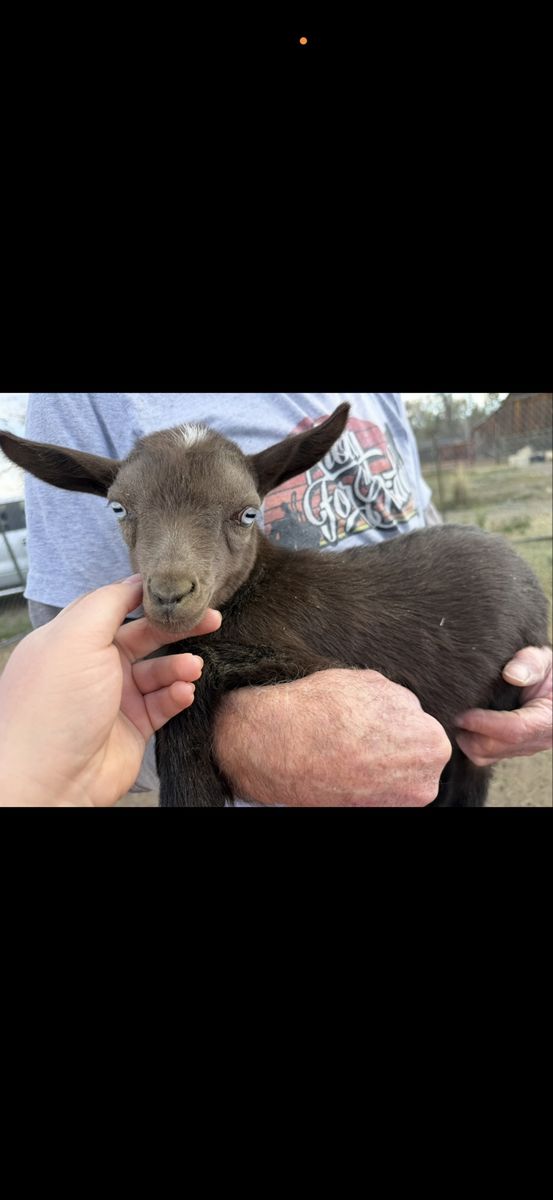 ADGA Polled Blue Cactus doeling