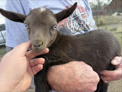 ADGA Polled Blue Cactus doeling
