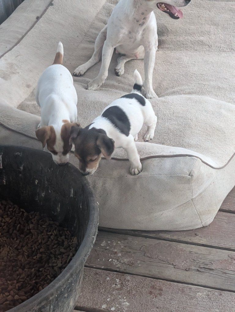 jack Russell puppies