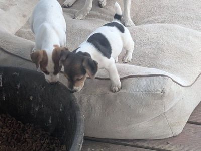 jack Russell puppies