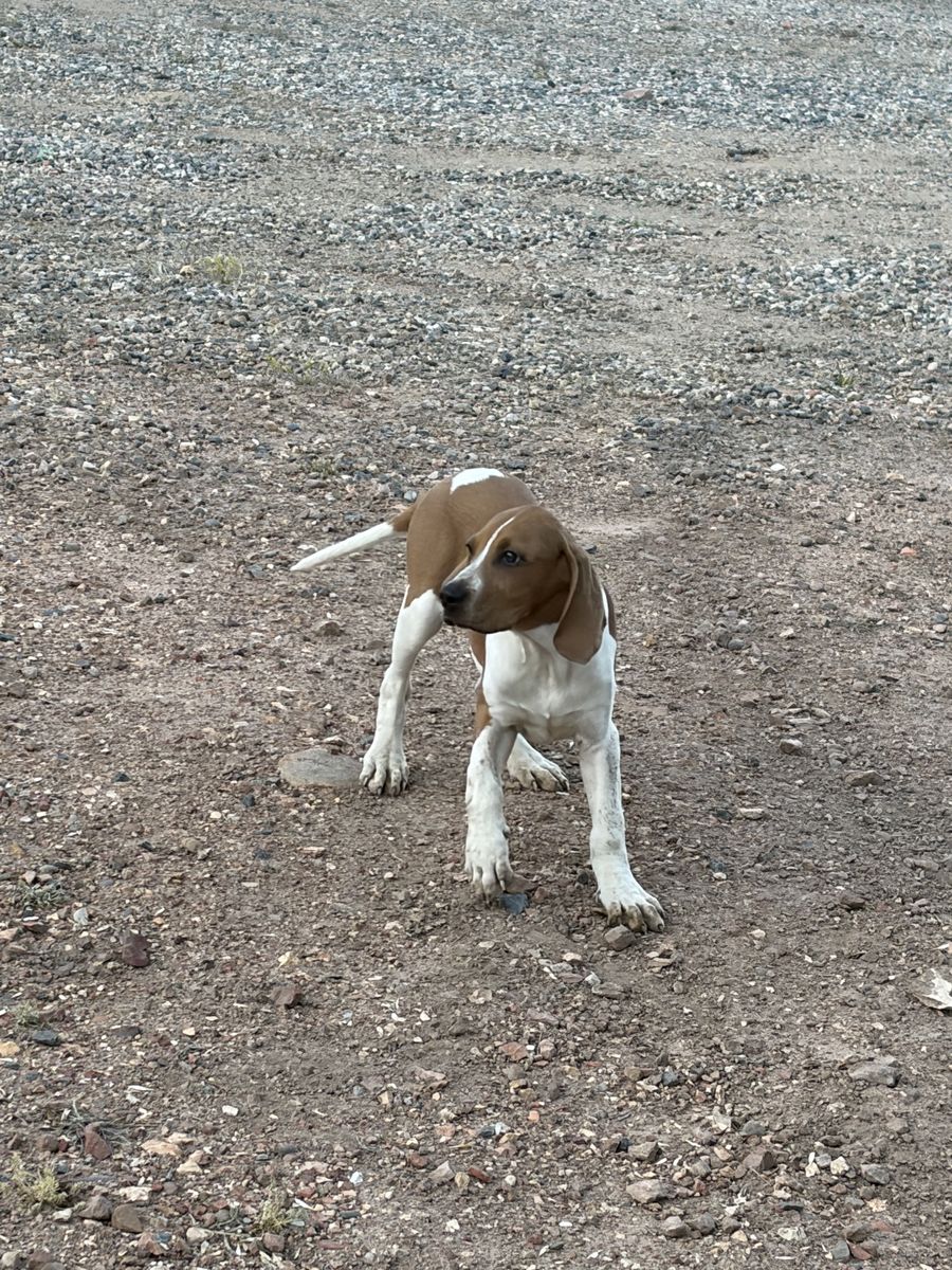 Hound pups