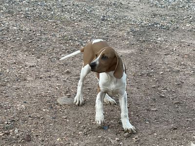 Hound pups