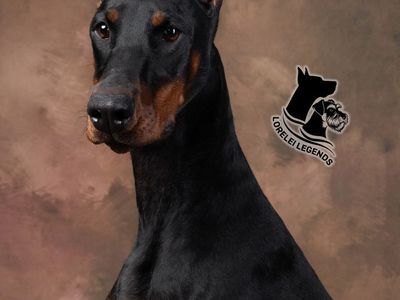 Pure European Doberman Guardian Opportunity (19mo)