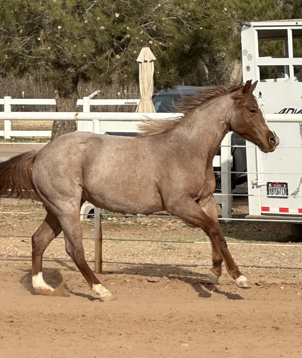Gorgeous, strawberry roan mare - 4 years old.  From Metallic Cat line.