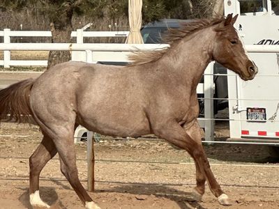 Gorgeous, strawberry roan mare - 4 years old. From Metallic Cat line.