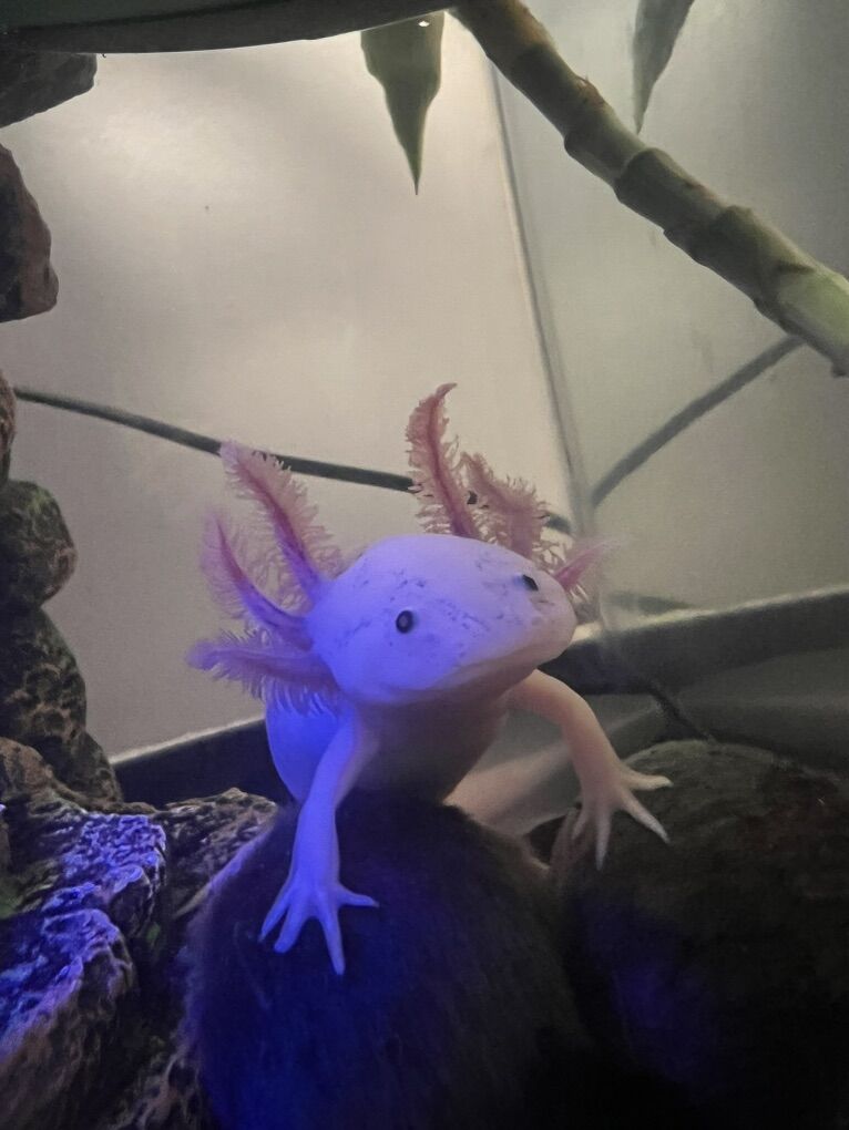 Two Axolotls w/ Aquarium Tank & Chiller