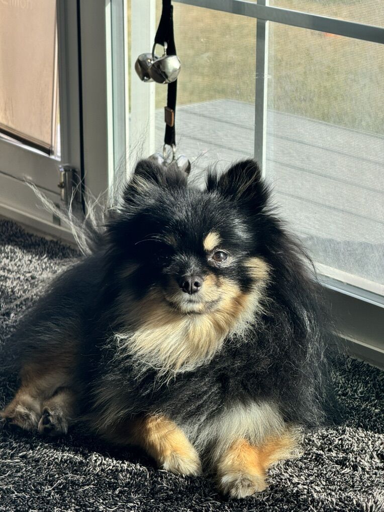AKC Pomeranian (stud Only)