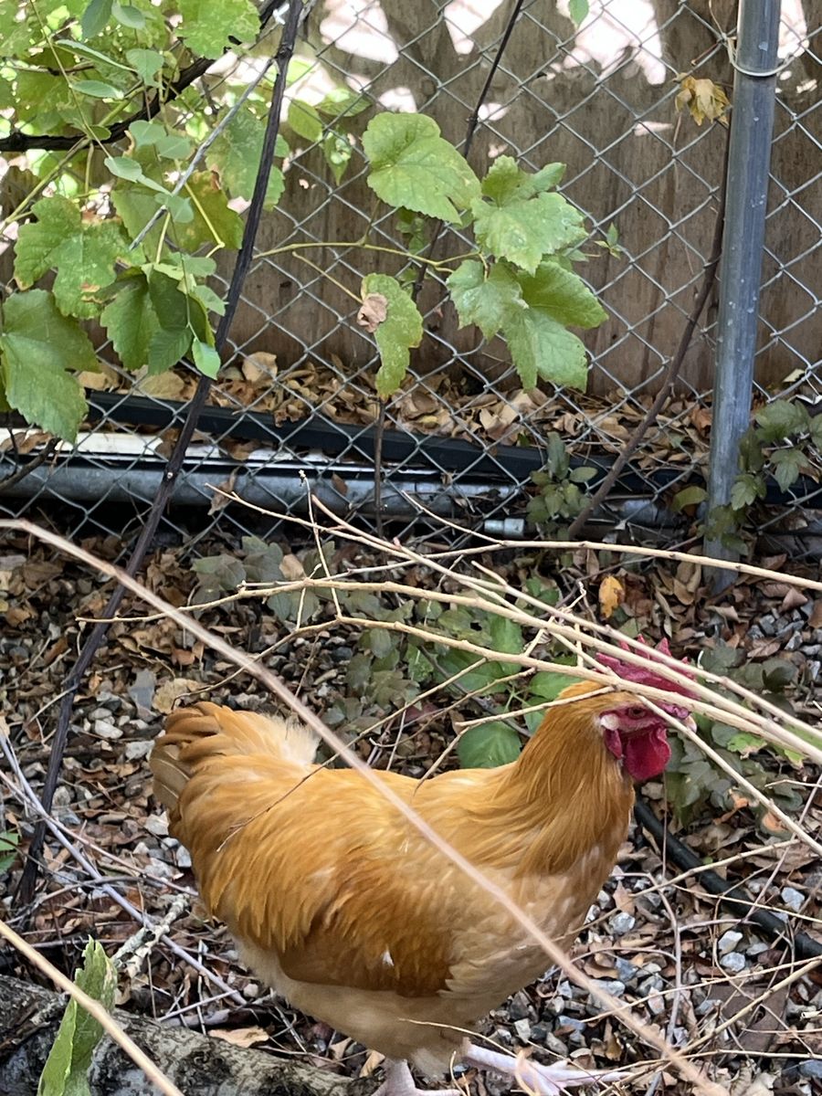 Free Rooster