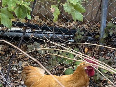 Free Rooster