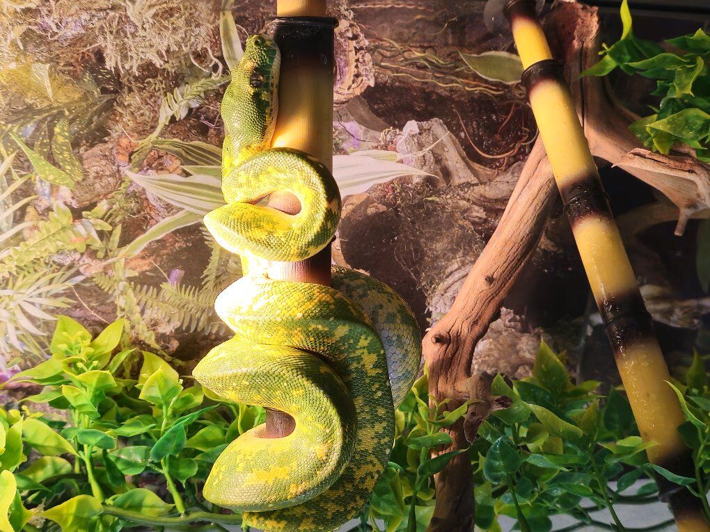 Biak Green Tree Python