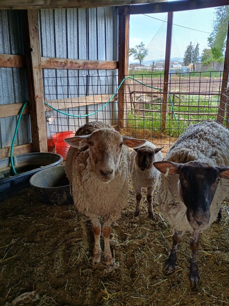 Rambouillet Ewe and Rambo Hamp Suffolk Cross ewe lamb