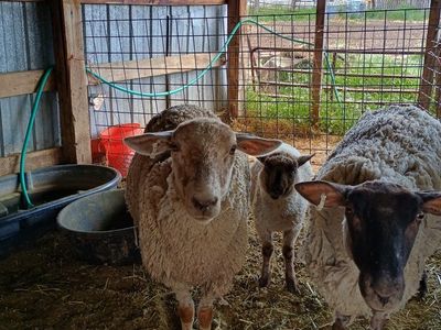 Rambouillet Ewe and Rambo Hamp Suffolk Cross ewe lamb
