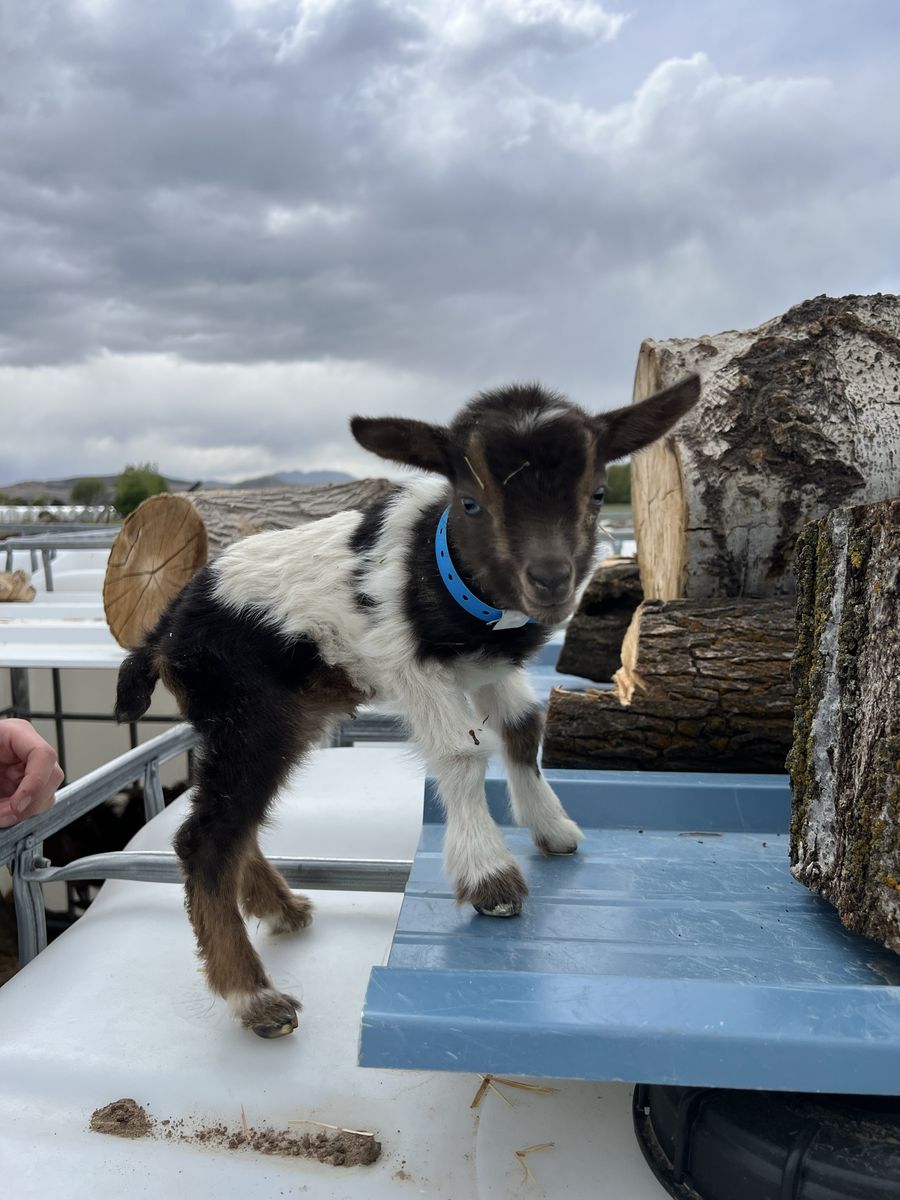 Blue Eyed Nigerian Dwarf Bottle Baby Buckling