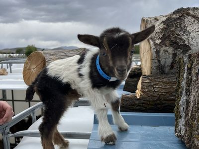 Blue Eyed Nigerian Dwarf Bottle Baby Buckling