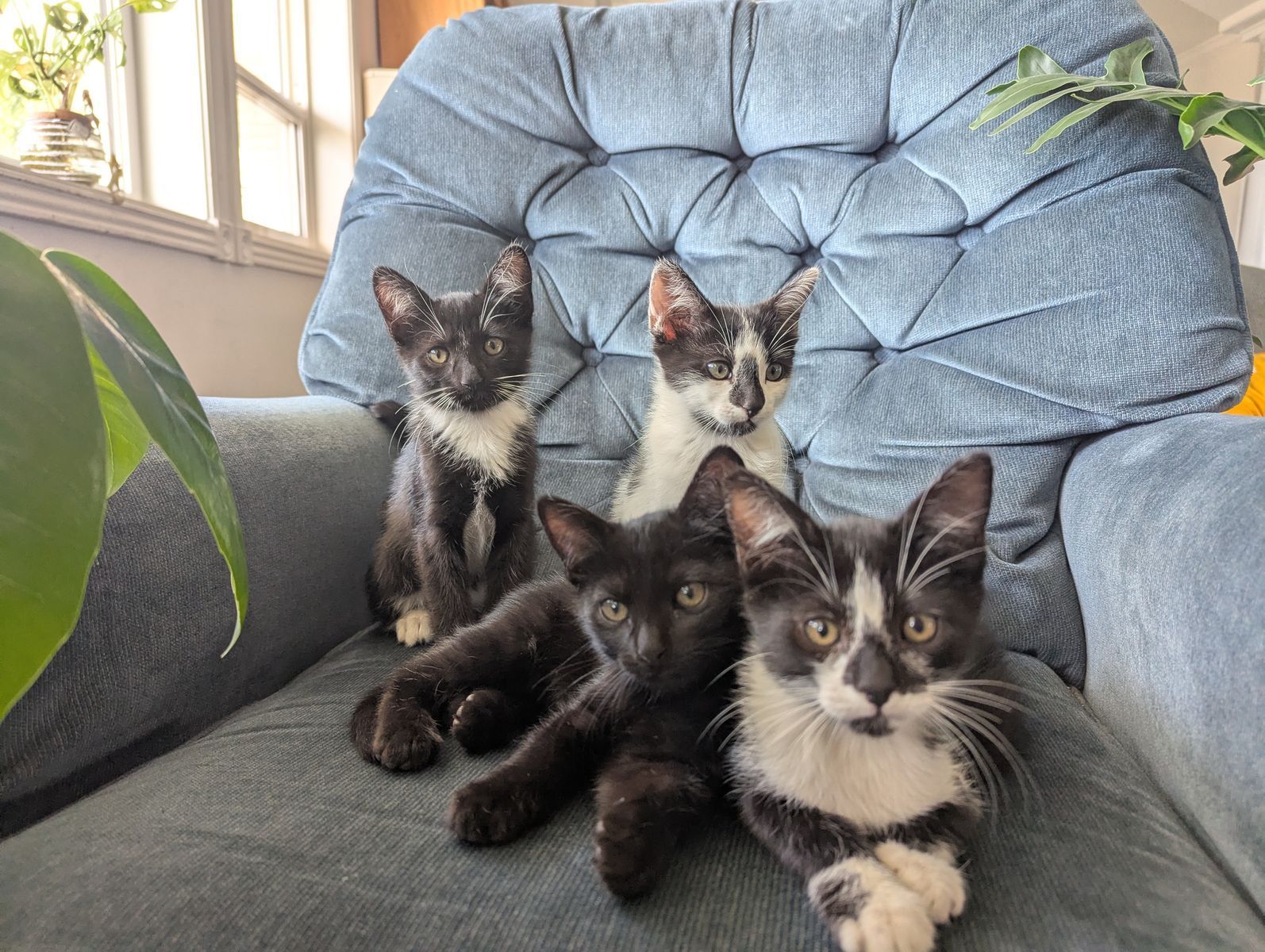 Kid Raised Friendly Kittens