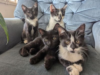 Kid Raised Friendly Kittens