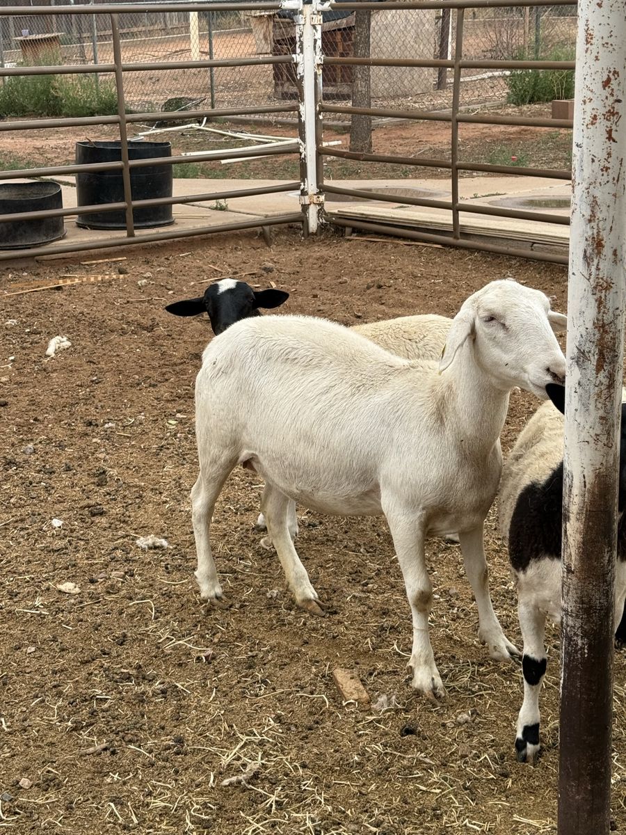 1/2 Dorper 1/2 Royal White Ewe