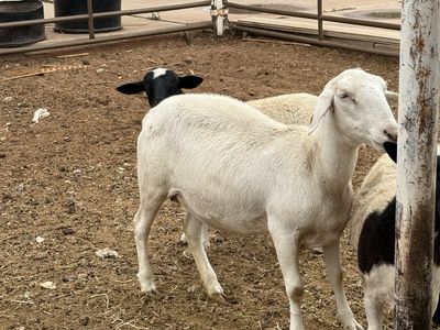 1/2 Dorper 1/2 Royal White Ewe