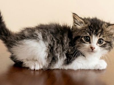Siberian Forest Cats