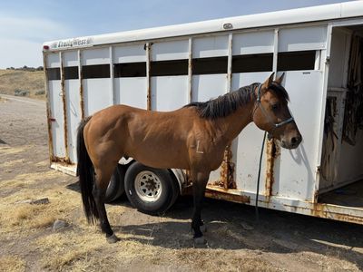 7 year old dun gelding