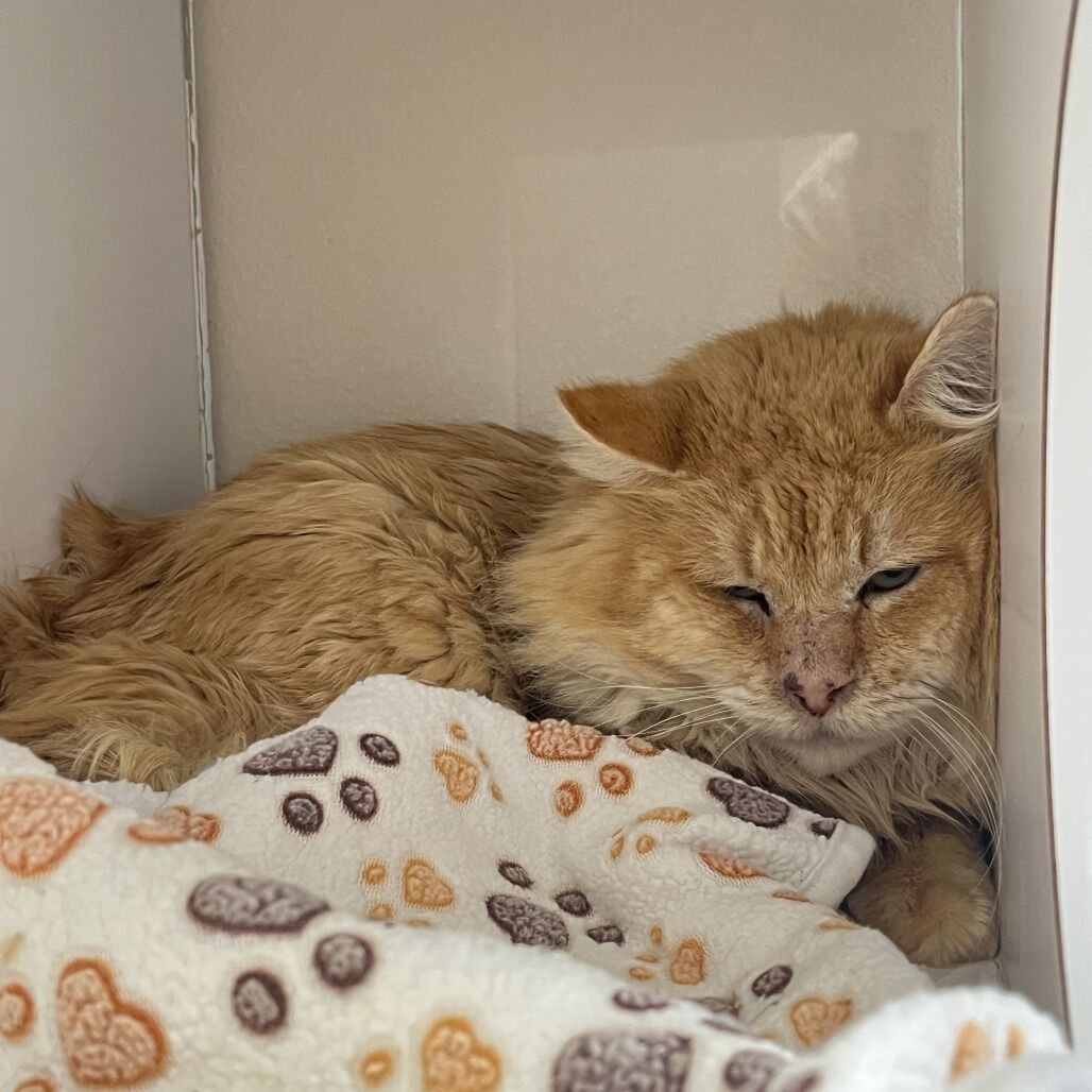 Hello my name is Luxor