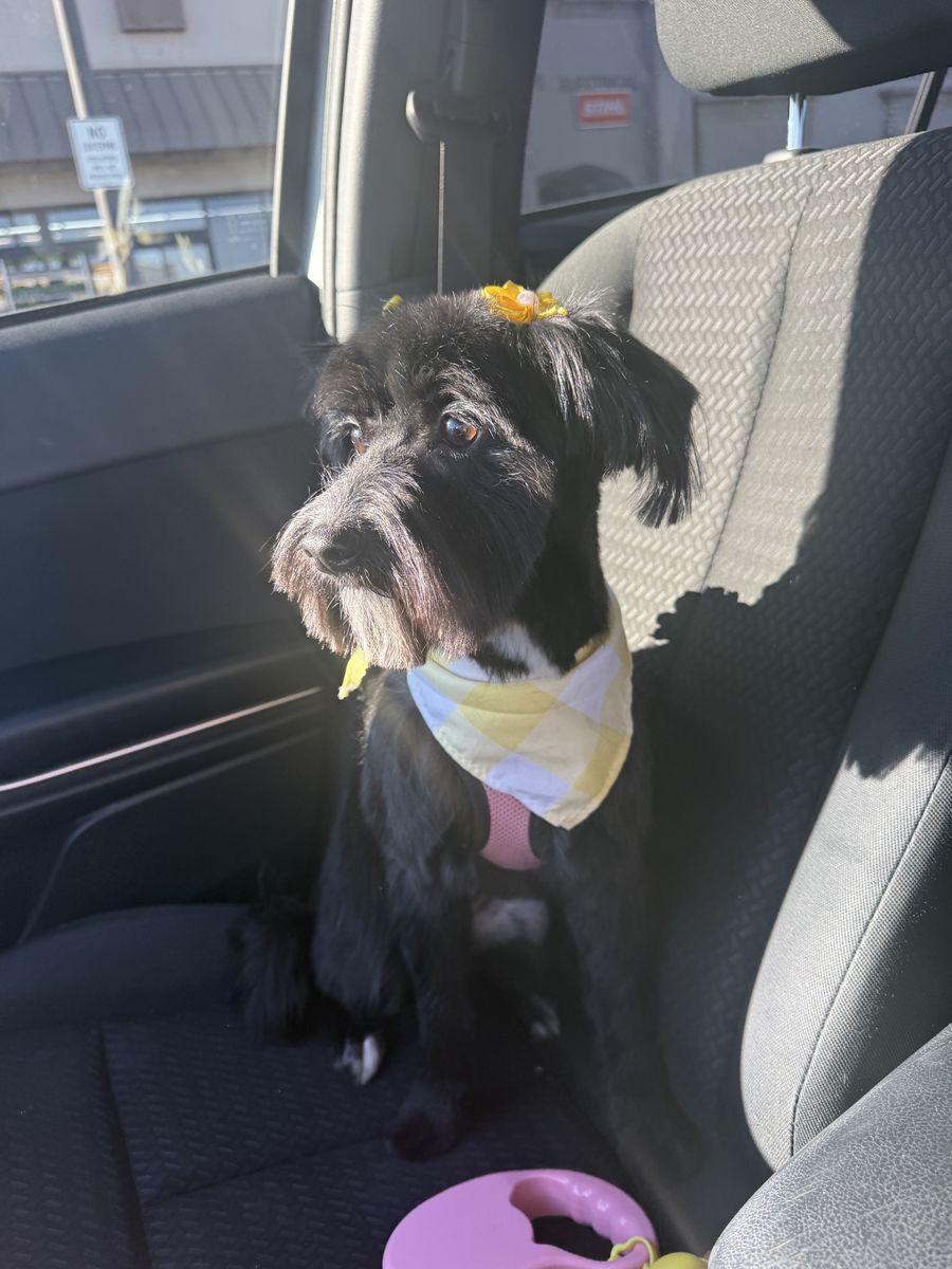 1 year old puppy