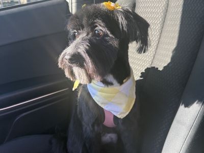 1 year old puppy