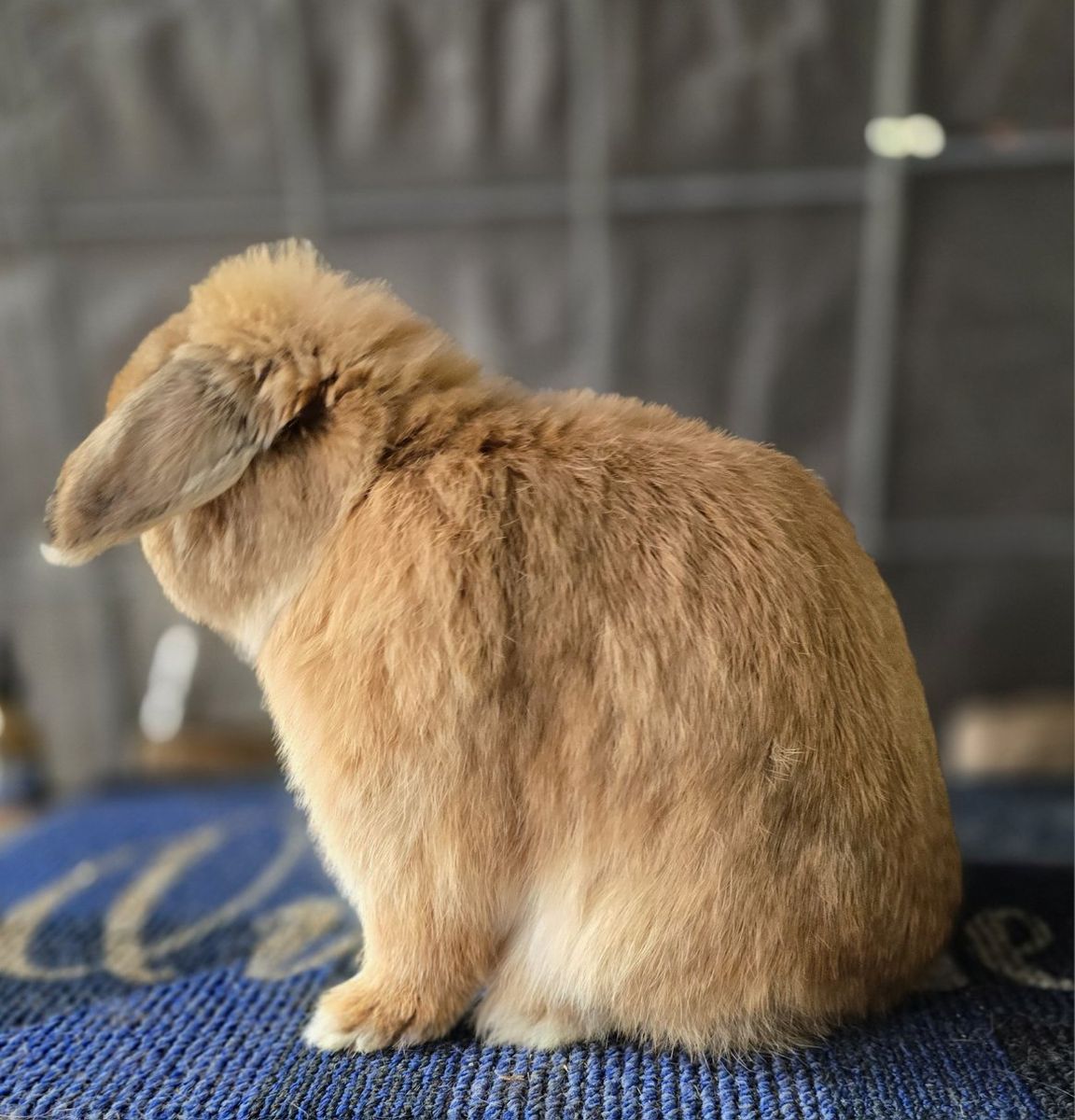 Pedigreed orange Holland lop bucks