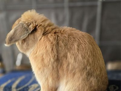 Pedigreed orange Holland lop bucks