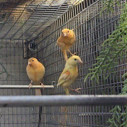 young unsexed canaries