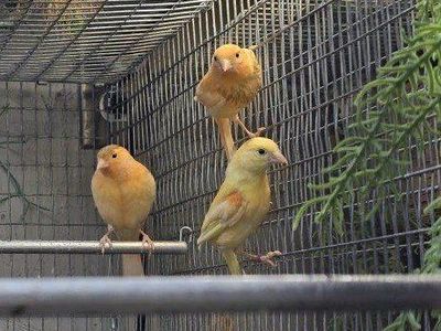 young unsexed canaries