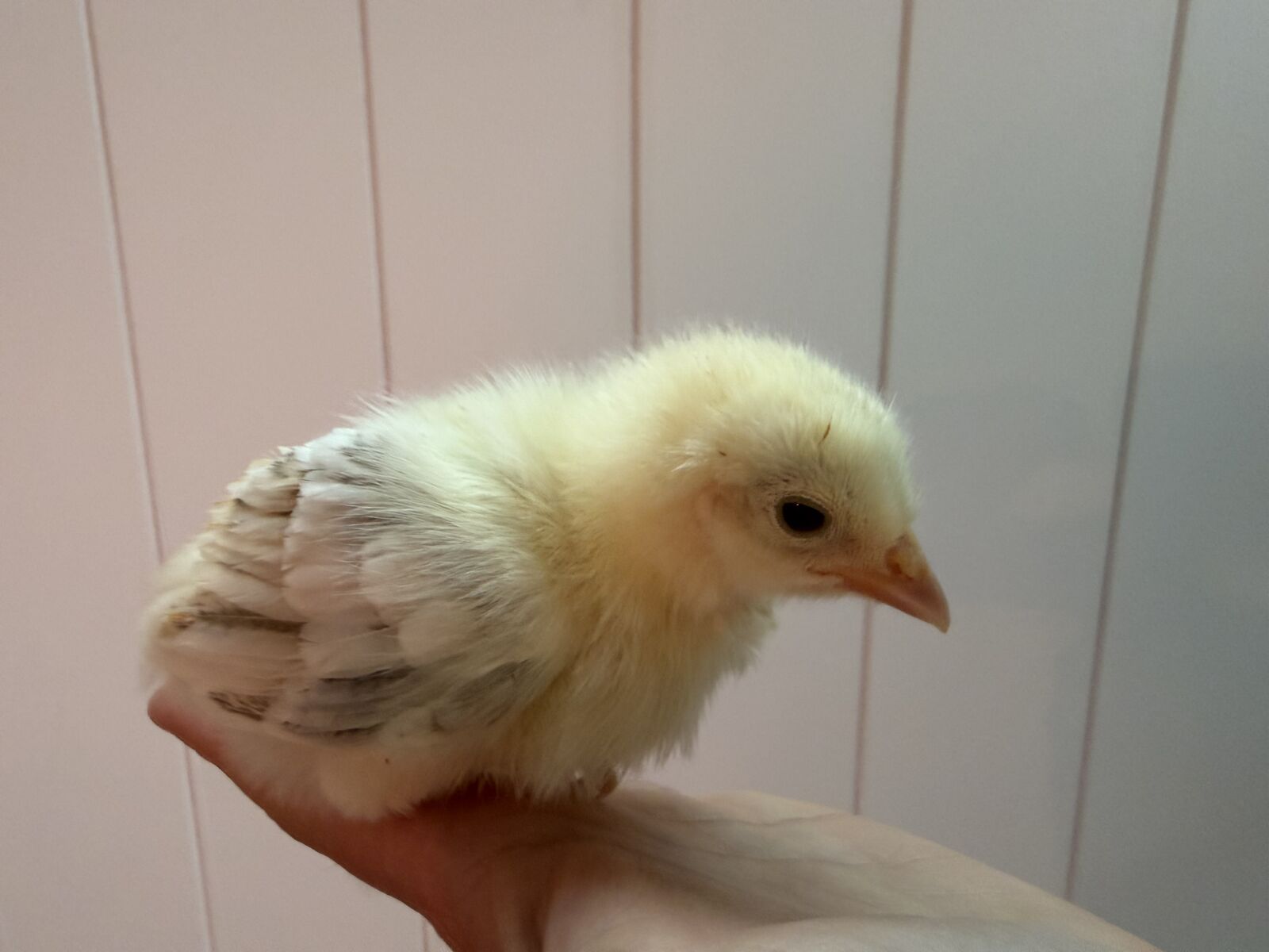 French Wheaten marans chicks female pullets