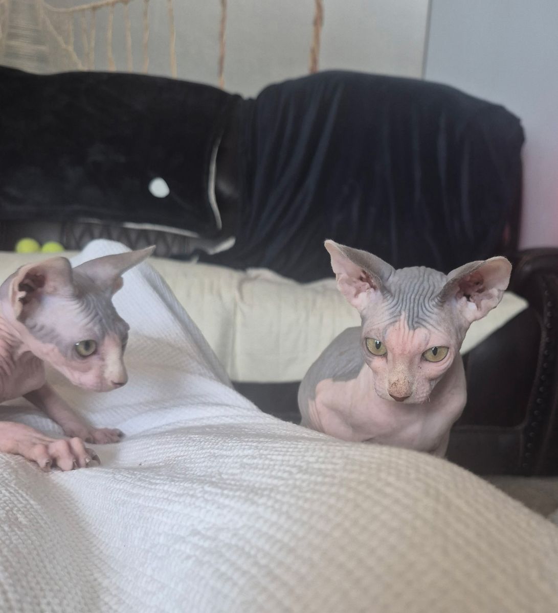 Sphynx Hairless Kittens