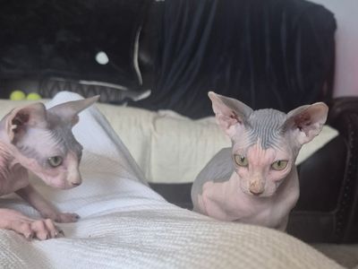 Sphynx Hairless Kittens