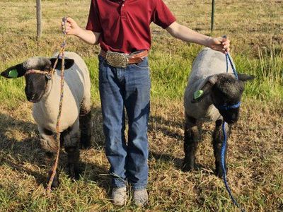 Market Lamb to butcher