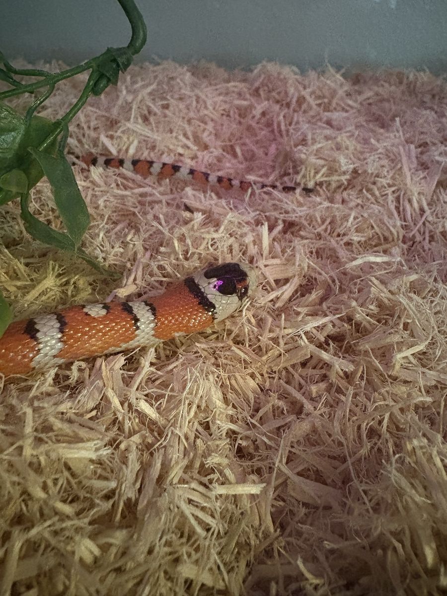 Mountain Kingsnake