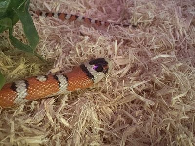 Mountain Kingsnake