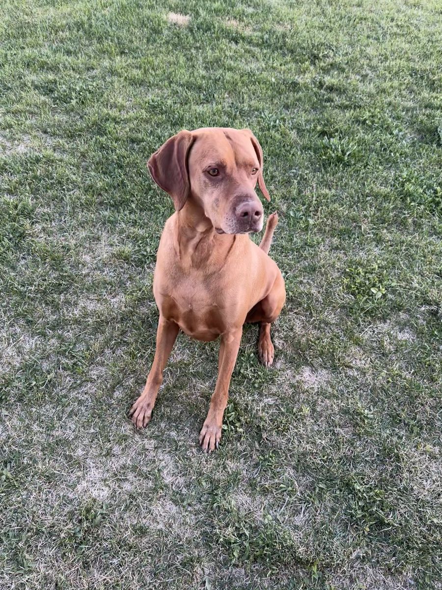 Vizsla