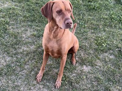 Vizsla