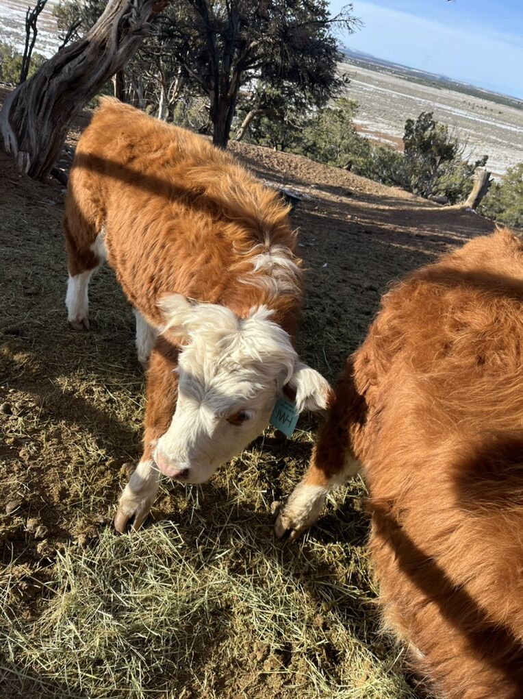 Registered Miniature Hereford Heifers