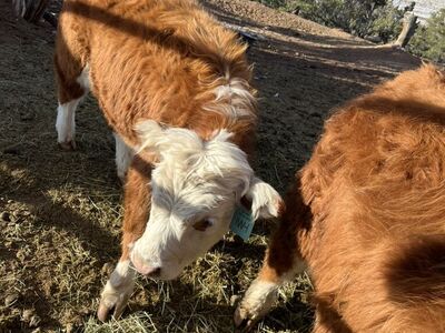 Registered Miniature Hereford Heifers