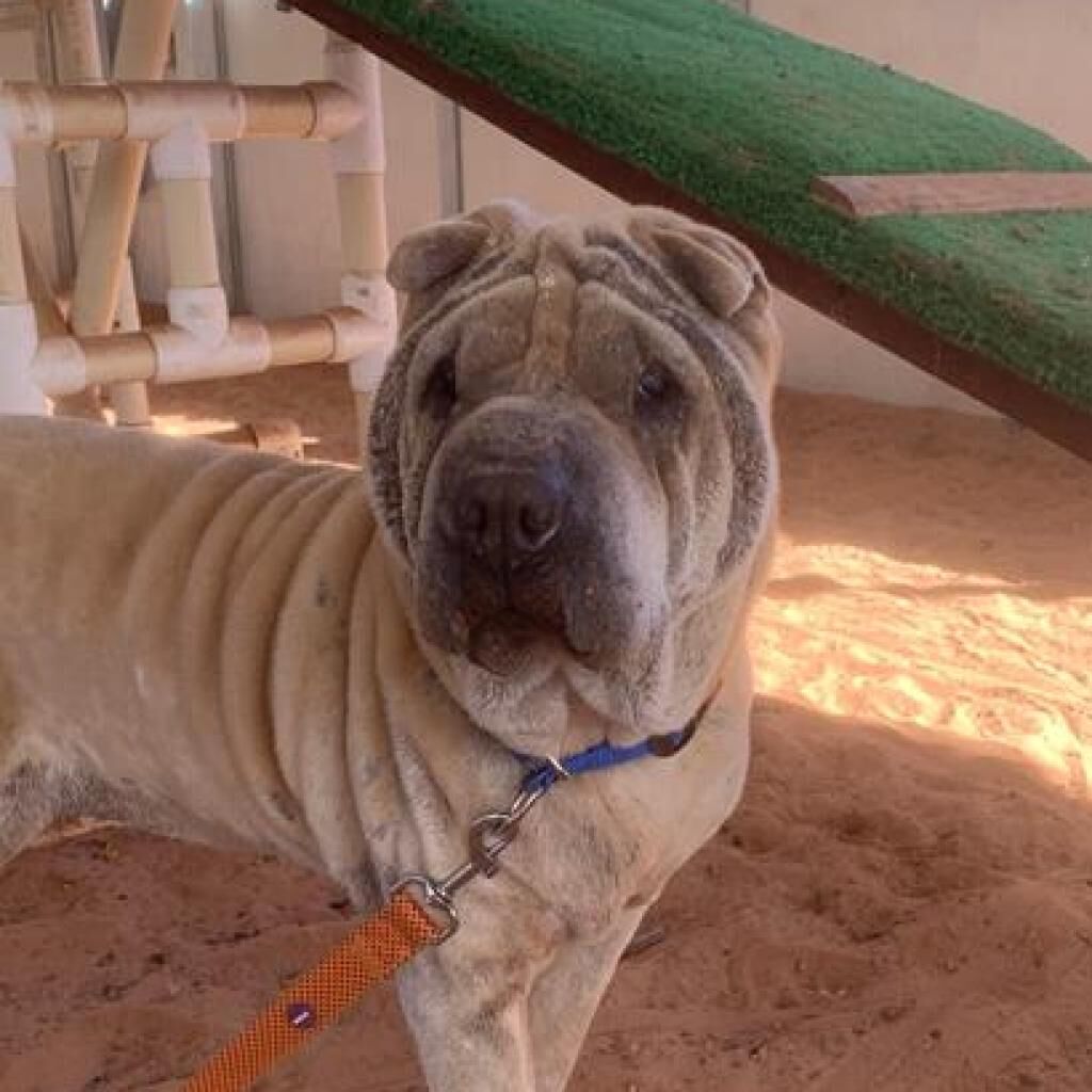 Hello my name is Fawkes