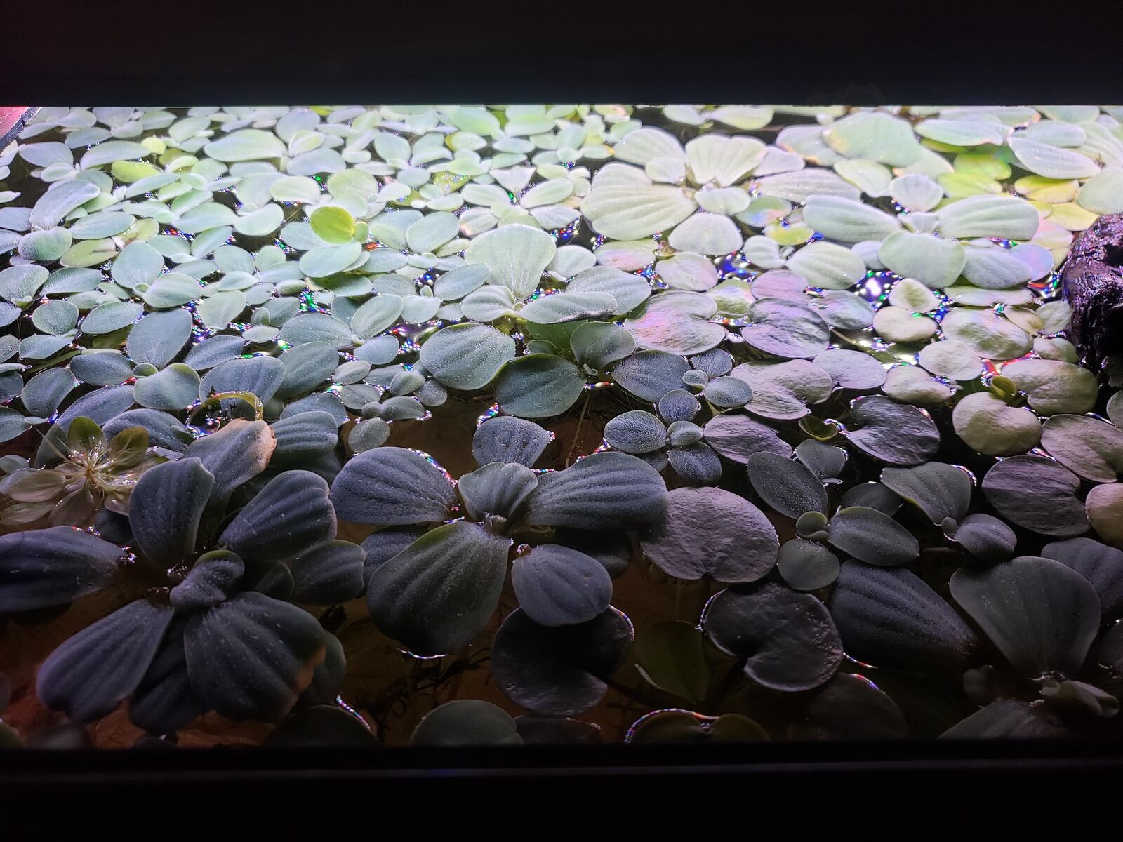 Floating Plants for Aquarium